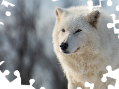 Polar Wolf, fuzzy, background, White