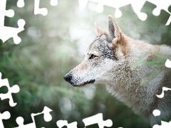 profile, dog, Czechoslovakian Wolfdog