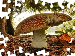 toadstool, litter, wood, forest