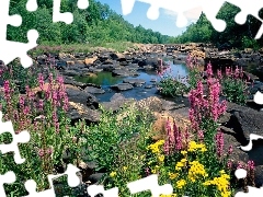 River, Flowers, woods, Stones