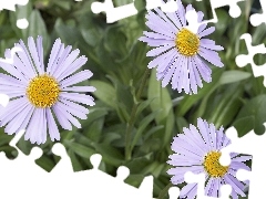 Alpine aster, White, Yellow