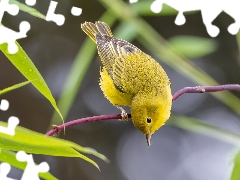 Twigs, Yellow, Bird, Warbler egret