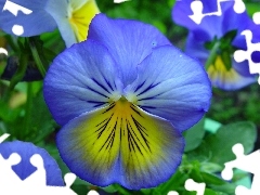 Yellow, pansy, blue