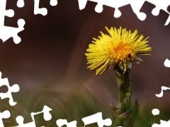 Colourfull Flowers, Common Coltsfoot, Yellow