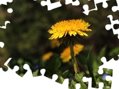 Colourfull Flowers, Common Dandelion, Yellow