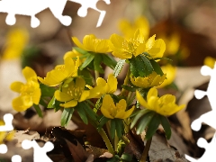 Flowers, Eranthis hyemalis, Yellow
