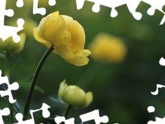 Colourfull Flowers, buttercup, Yellow