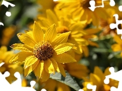 Colourfull Flowers, Rudbeckia, Yellow