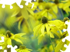 Flowers, Green-headed Coneflower, Yellow