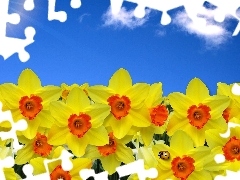 ladybird, Daffodils, Yellow Honda