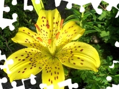 Yellow Honda, Tiger lily