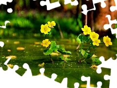 Flowers, marigolds Mud, Yellow