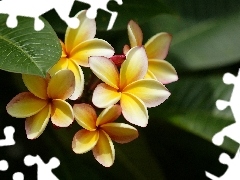 Plumeria, Flowers, Yellow Honda