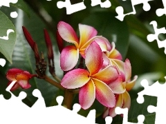 Plumeria, pink, Yellow Honda