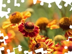 Flowers, Yellow, Helenium, Red