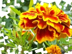 Tagetes, orange, Yellow Honda