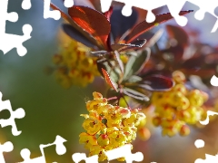 twig, Flowers, barberry, Yellow