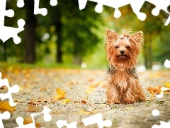 Yorkshire Terrier, Leaf