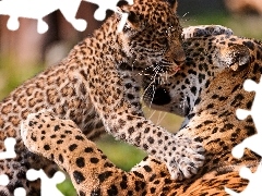 leopardess, young