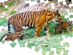 young, tigress, mother