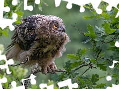 Eurasian Eagle-Owl, owl, oak, Leaf, trees, young