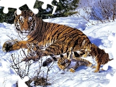 winter, Three, young, tiger