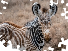 young, Zebra