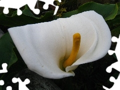 Zantedeschia