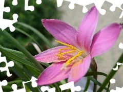 Colourfull Flowers, Zephyranthes rosea