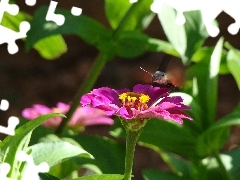 zinnia