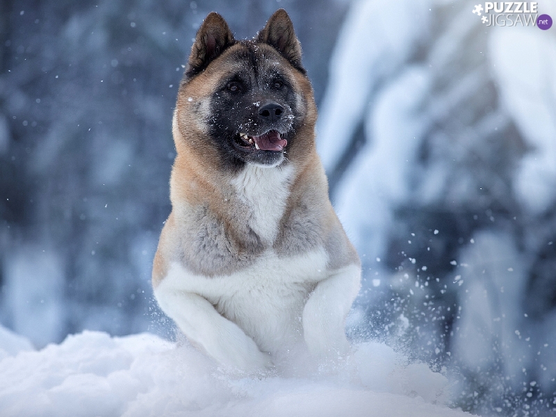 snow, rapprochement, dog, American akita, winter