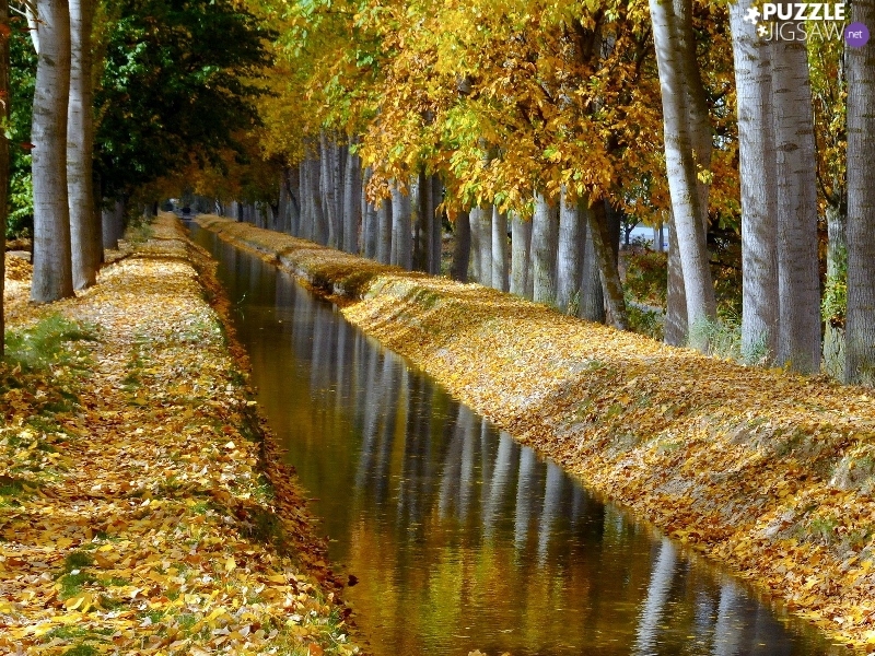 trees, River, autumn, viewes