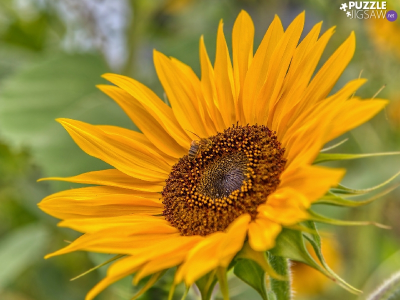fuzzy, background, Sunflower, rapprochement, flower