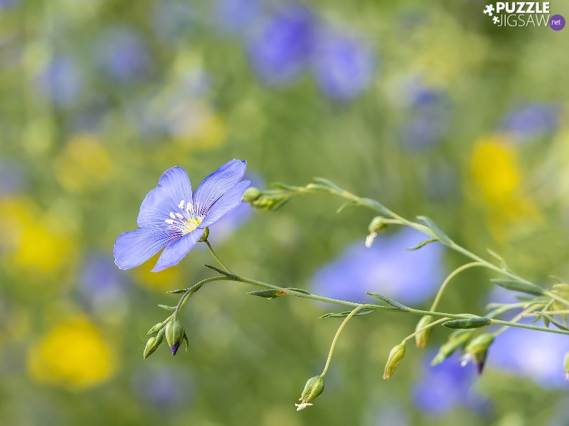 Flowers, linen, Buds, Blue