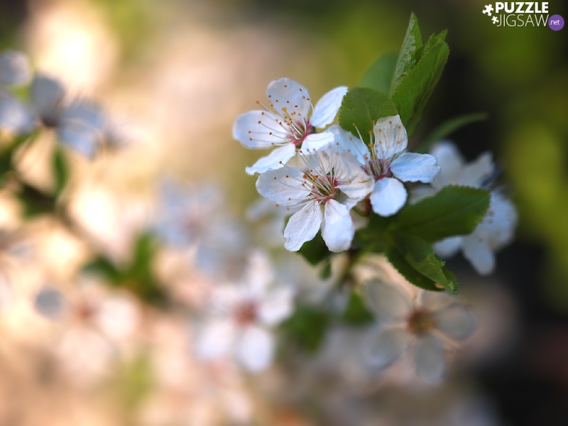 White, Fruit Tree, blurry background, Flowers