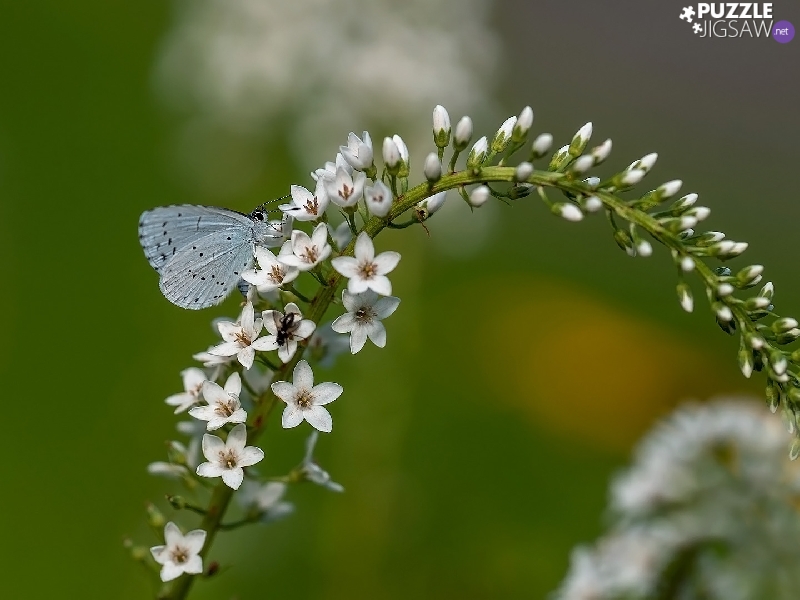 Holly Blue, Flowers, butterfly