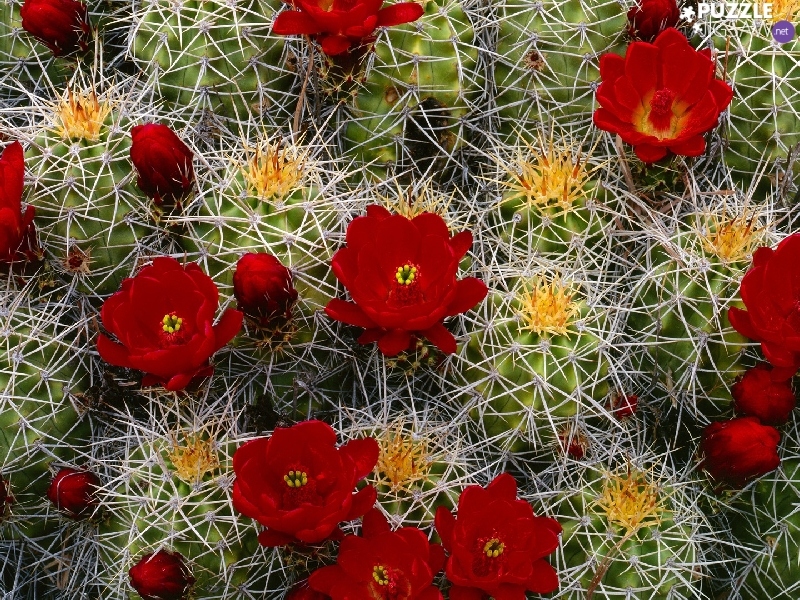flower, Cactus