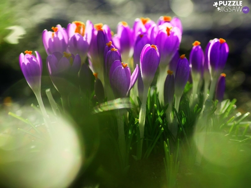 https://www.puzzle-jigsaw.net/jigsaw/crocuses-purple-11.jpg