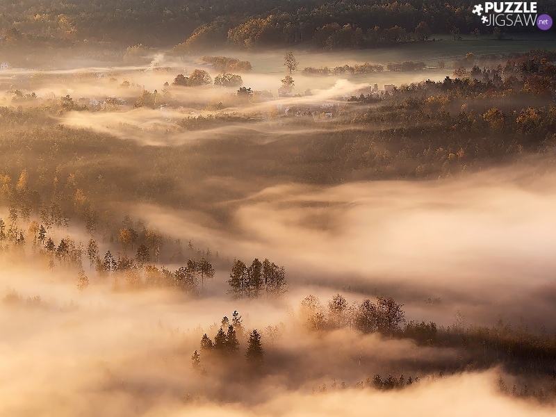 forest, Houses, trees, viewes, Fog