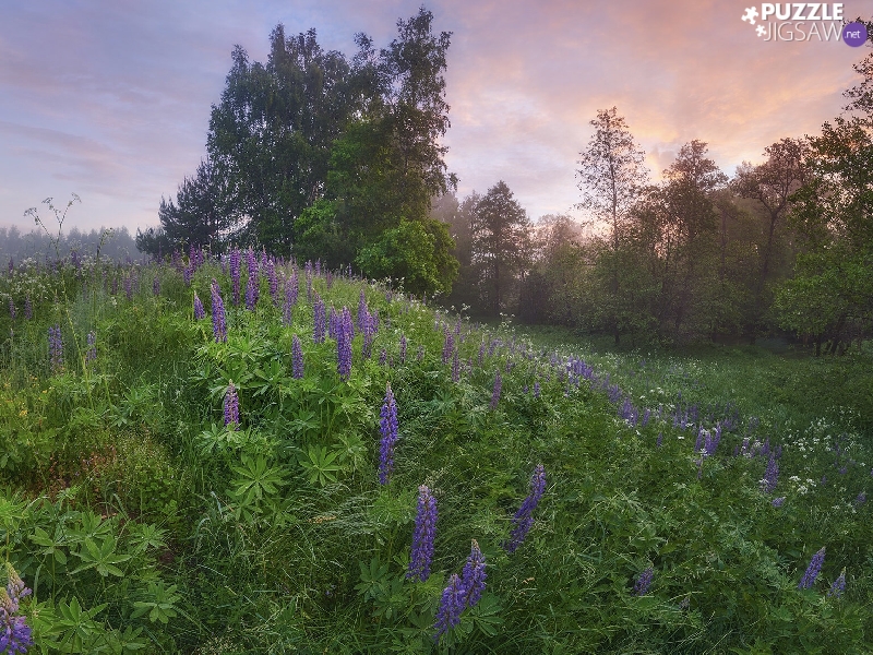 Meadow, trees, viewes, lupins