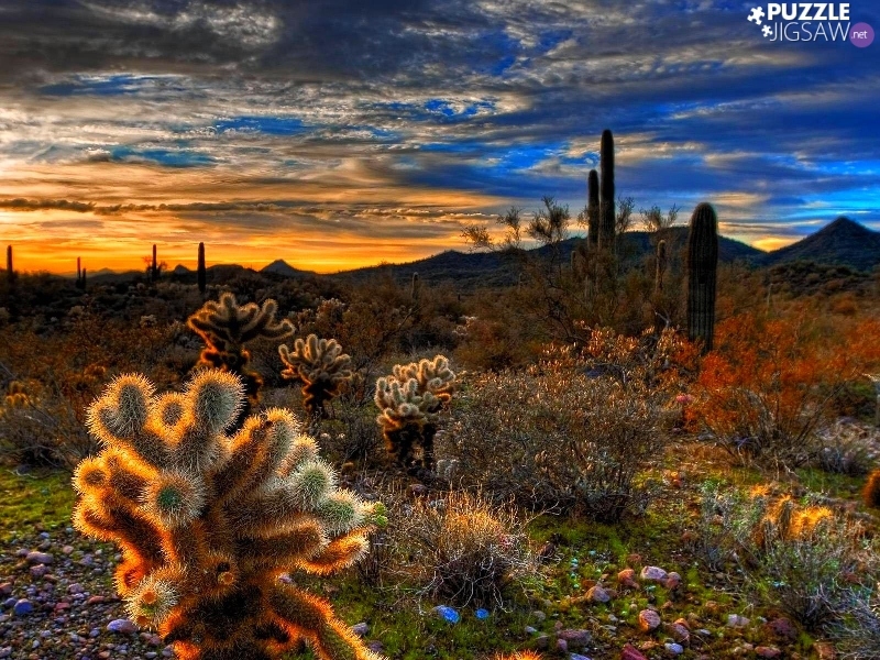 west, Cactus, Mountains, sun