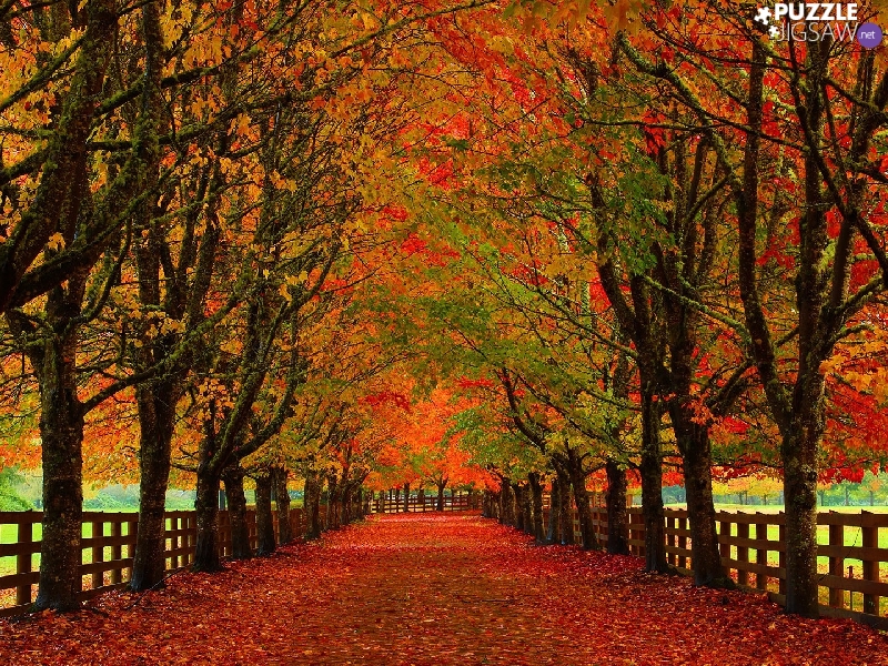 Red, Park, trees, Fance, viewes, autumn, lane, fence, Leaf, Avenues