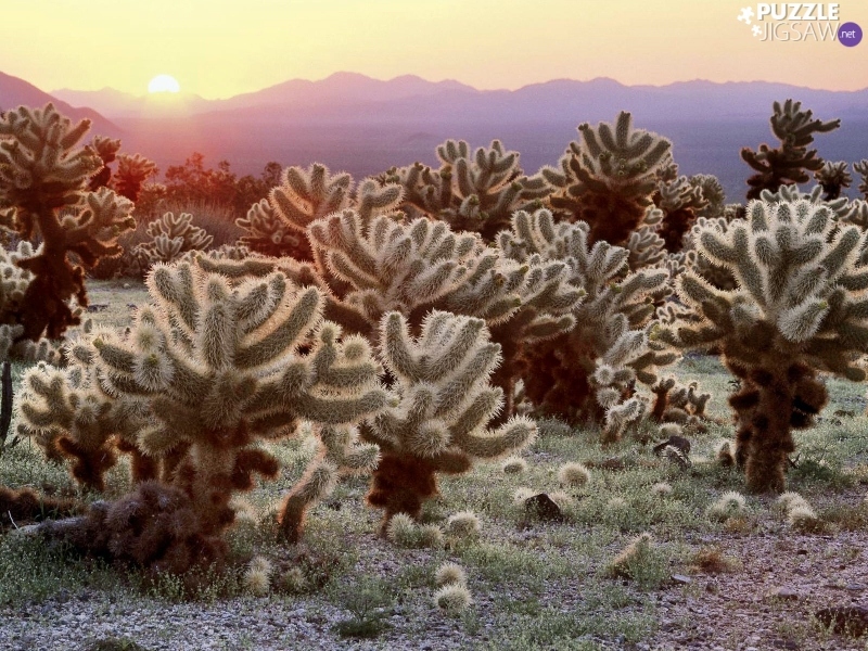 Cactus, rays, sun, Mountains