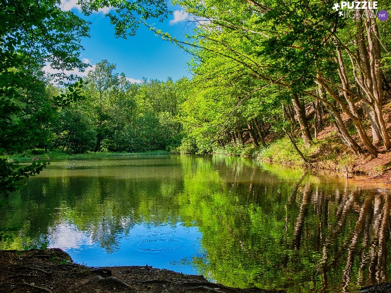 viewes, Pond - car, sunny, day, forest, trees
