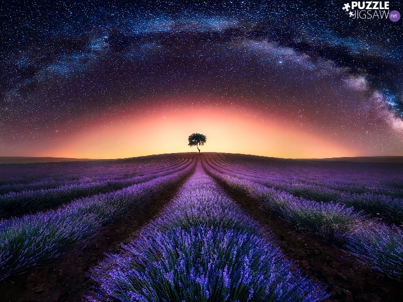 Star way, star, lavender, Night, Sky, Field, trees