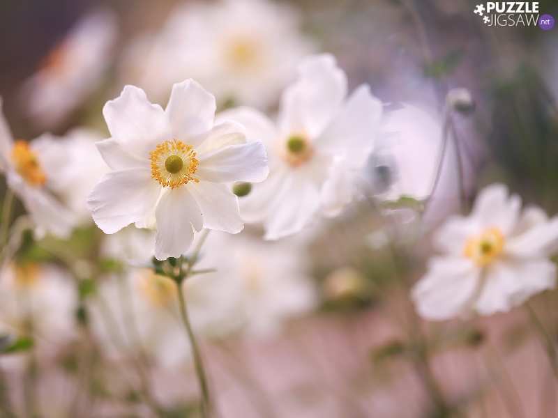 bloom, Anemones, Flowers, White