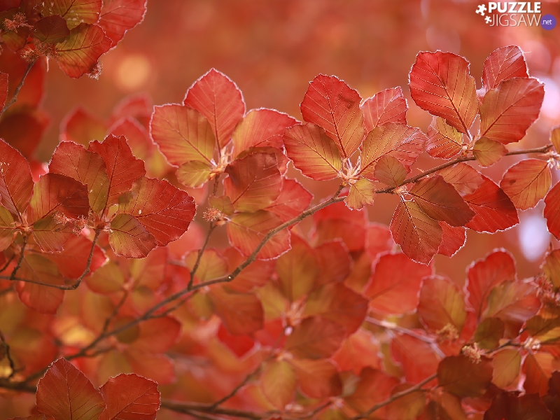 Red, Leaf, beech, young