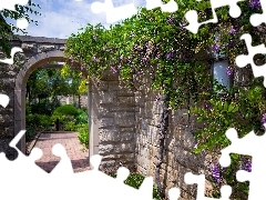 Garden, wall, acacia, entry