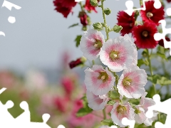 white and pink, Flowers, Hollyhocks
