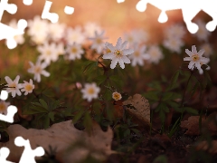 Wood Anemone, Flowers, forester, White